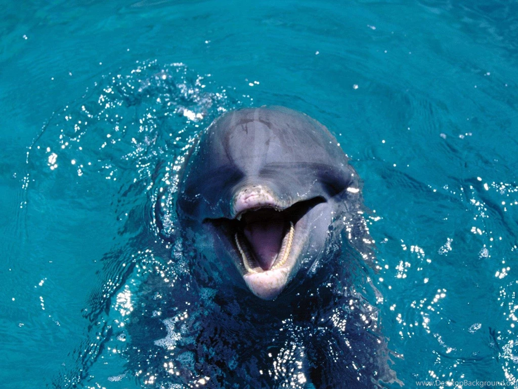 Bottlenose Dolphin Computer Wallpapers, Desktop Backgrounds ...