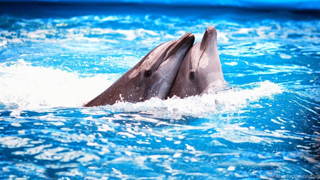 185 Dolphin HD Wallpapers