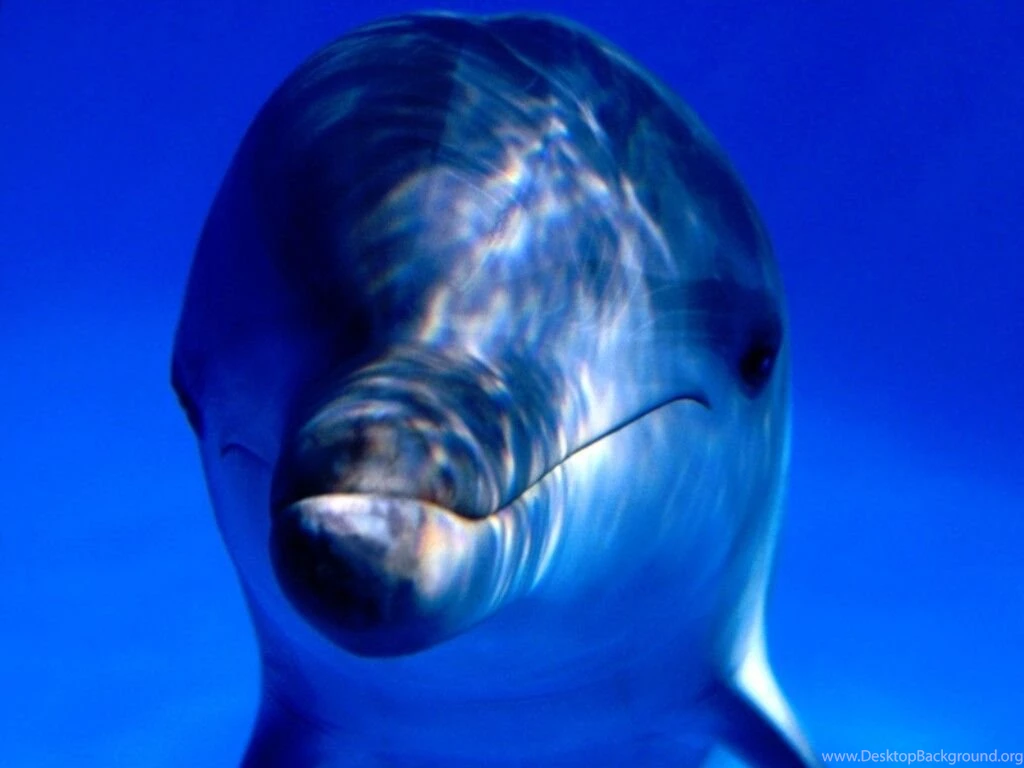 Cute Dolphin Backgrounds