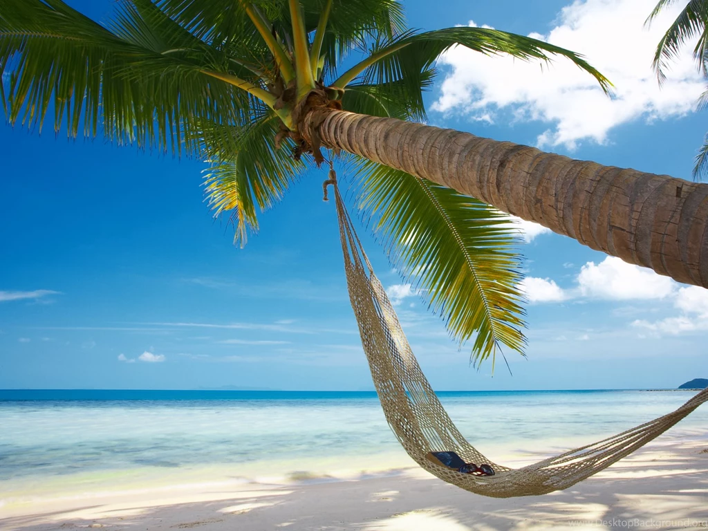Bad Versus Nice In Relationships, Bent Palm And Ocean Wallpapers ...