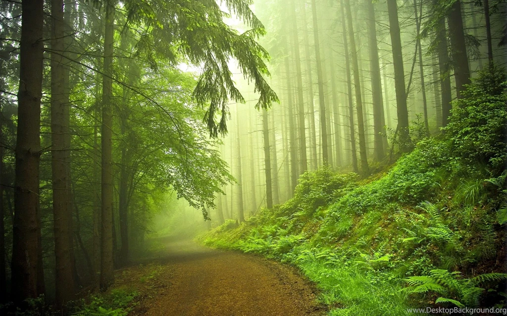 Forest HD Wallpapers
