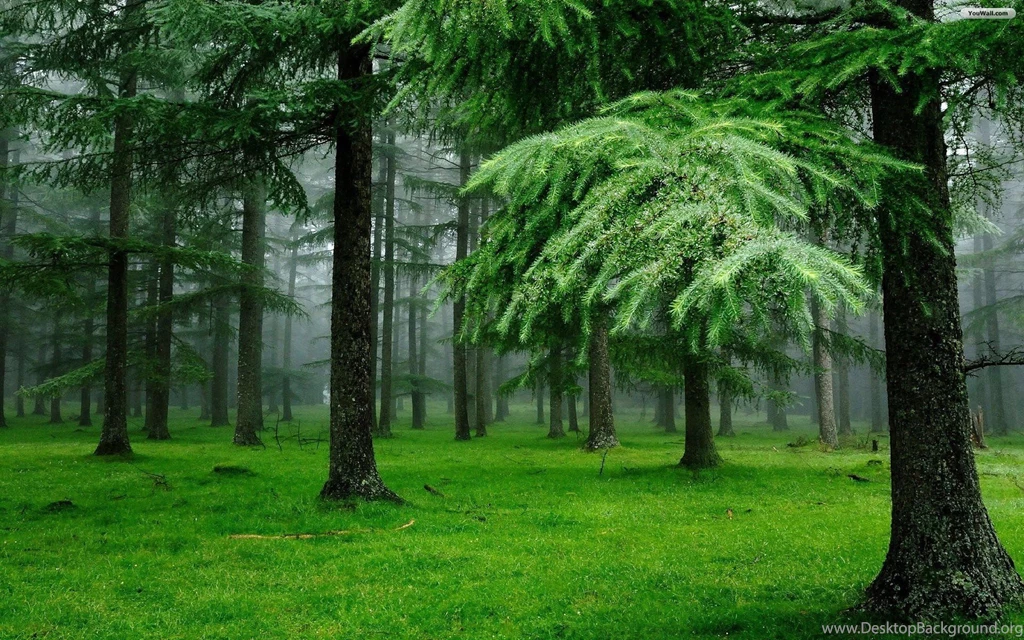 Pine Forest HD Wallpapers