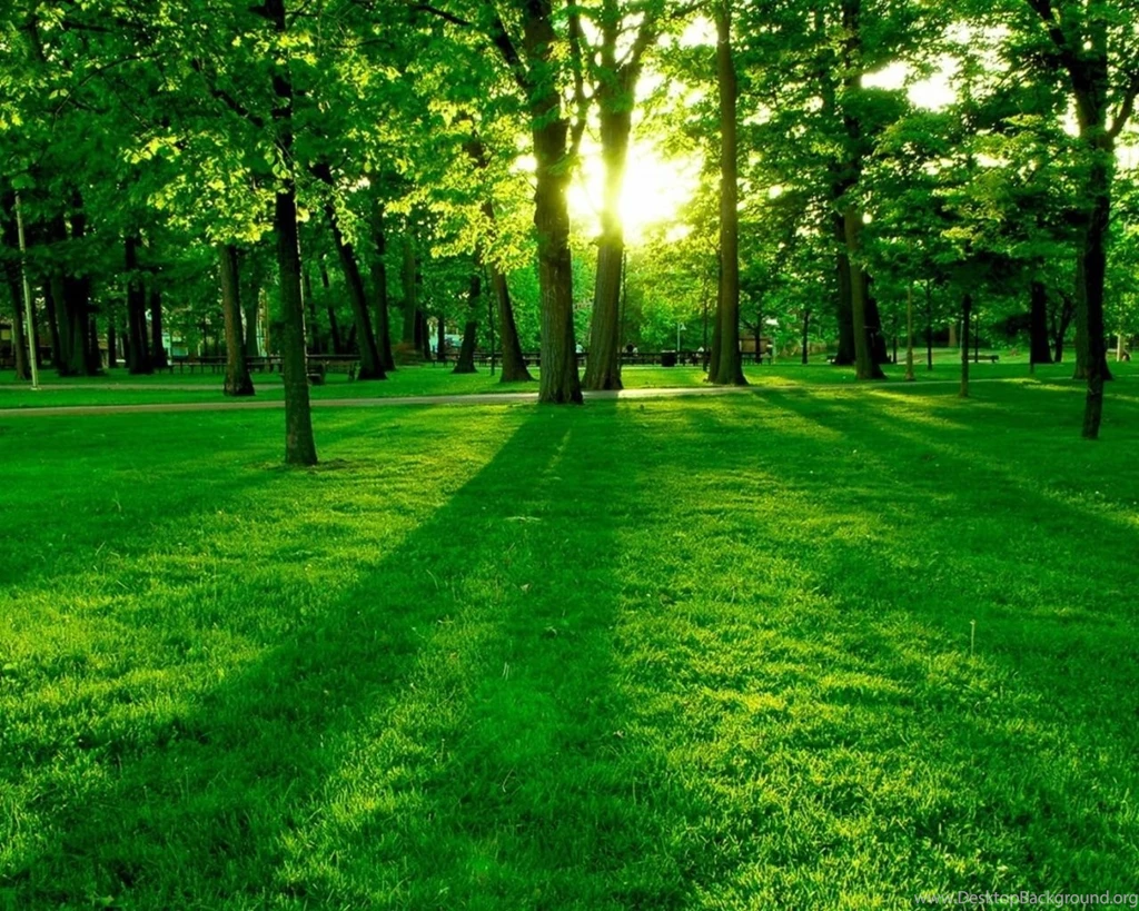 Green Forest Wallpapers Green Wallpapers (20036604) Fanpop