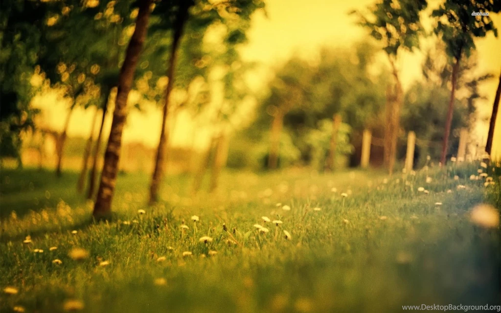 Dandelions In The Forest Wallpapers Nature Wallpapers
