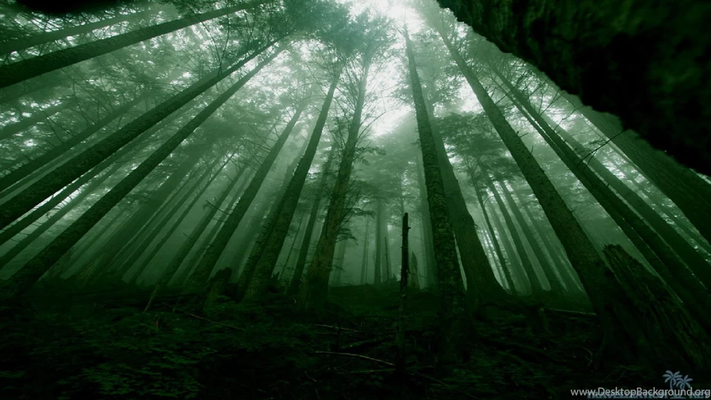 Awesome Dark Forest Wallpapers