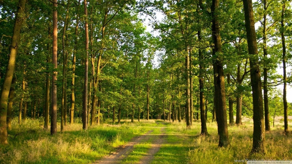 Forest Wallpapers 16 Best Wallpapers Collection