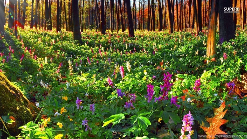 Summer Flowers In The Forest Wallpapers   Nature Wallpapers