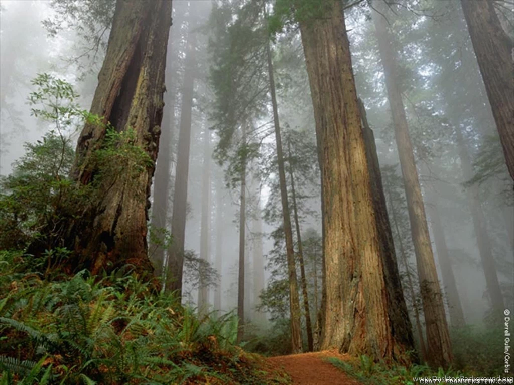 Forest Wallpapers Page 3 Nature Wallpapers Crazy Frankenstein