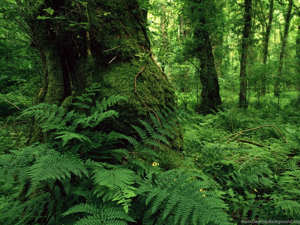 Forest Wallpapers Desktop Backgrounds