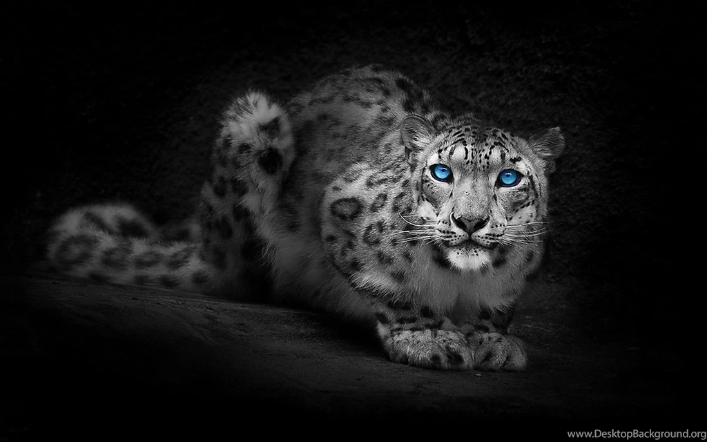 Blue Eyes Wallpapers