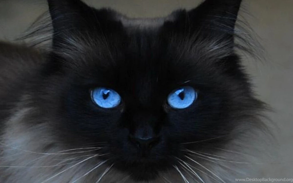 Beautiful Blue Eyes Cats Wallpapers (16233668) Fanpop