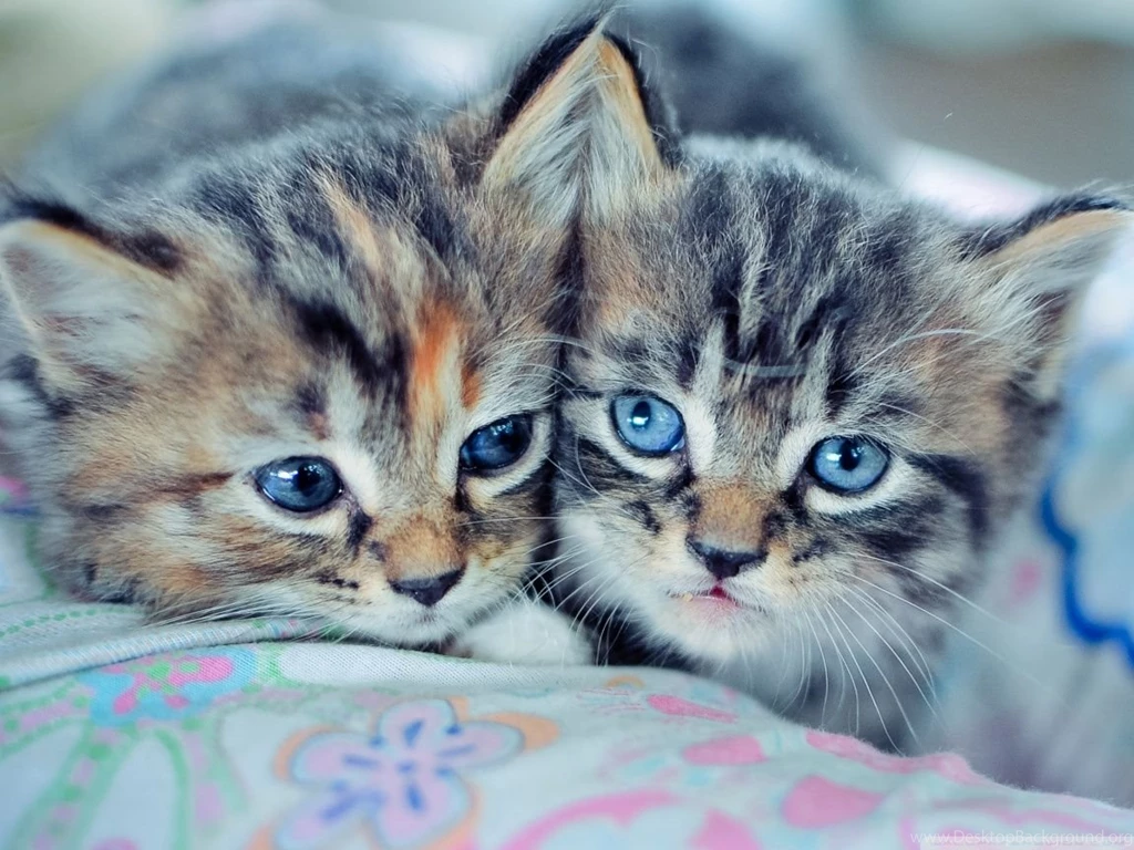 Baby Kittens With Blue Eyes HD Desktop Wallpapers : High Definition ...