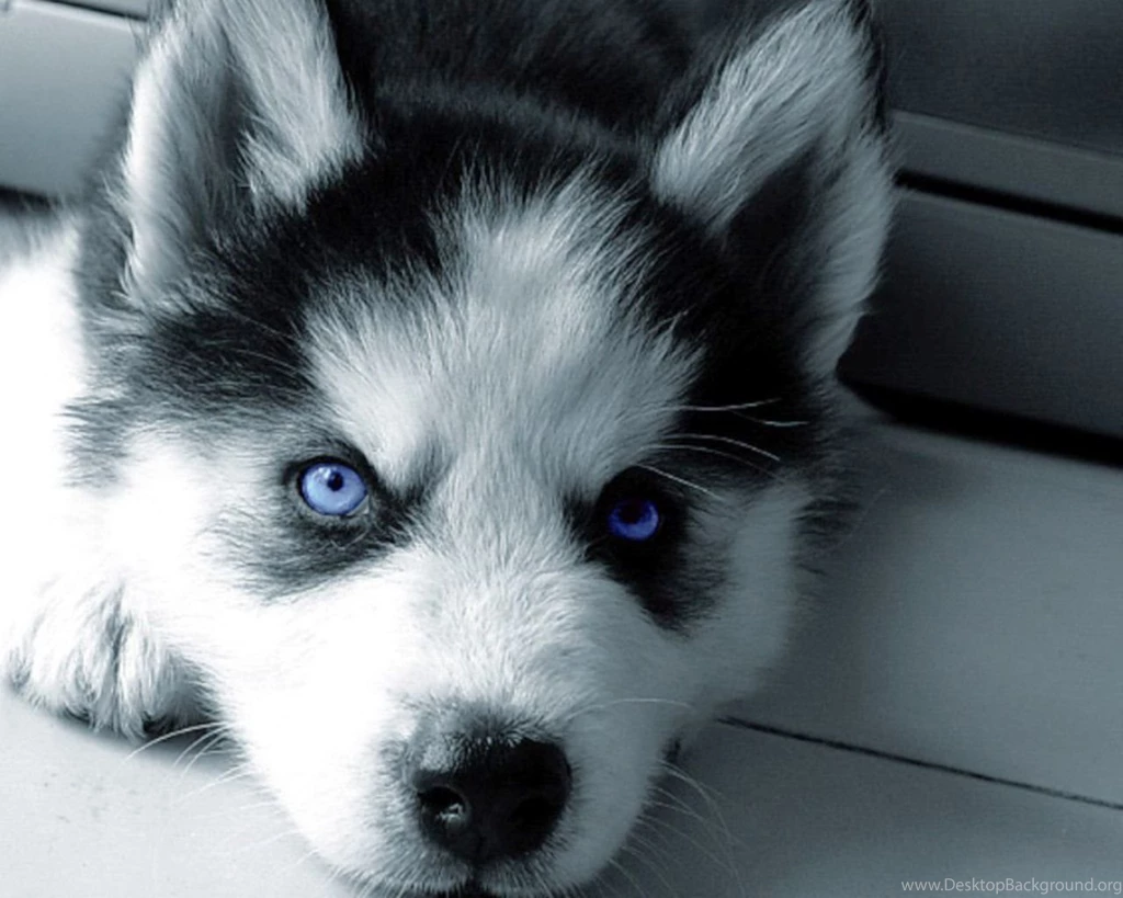 Blue Eyes Man   Wallpaper.