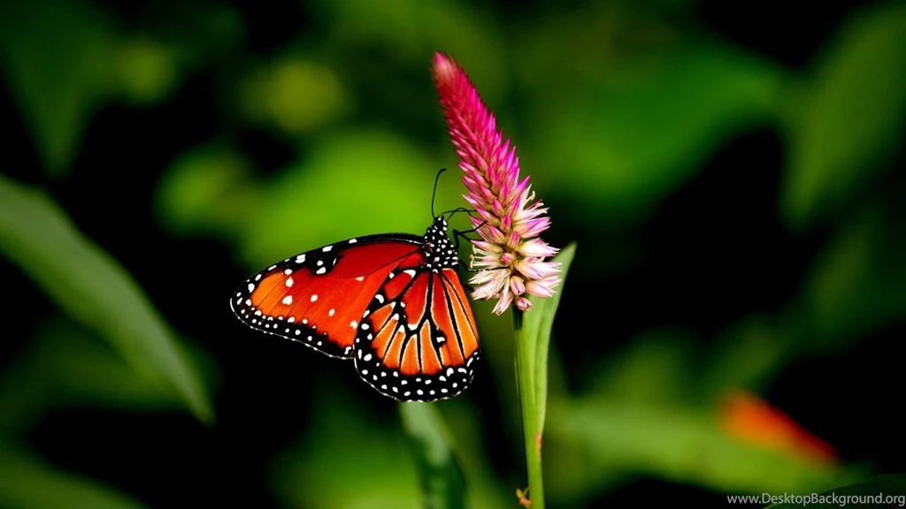 Butterfly Nature Animal Forest Color Tree Hdr Ultrahd Black White ...