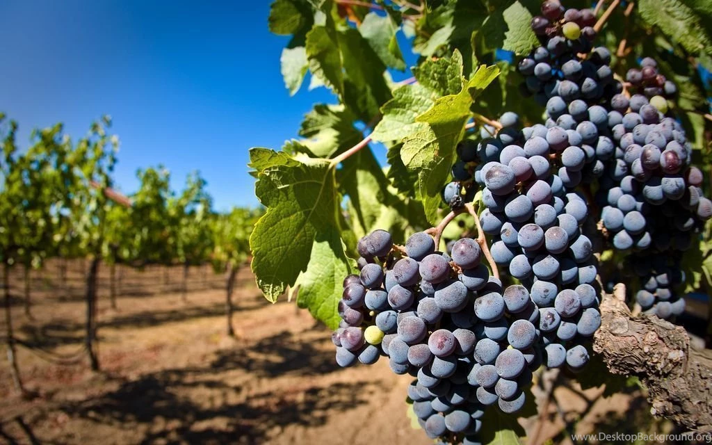 Vineyard Desktop Backgrounds Wallpapers