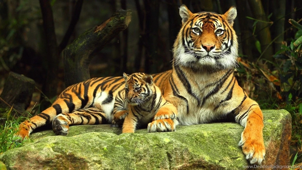 Most Beautiful Desktop Backgrounds