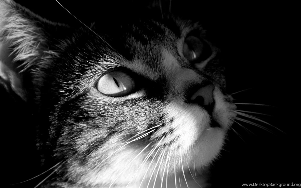 Desktop Pics Of Cats Black And White
