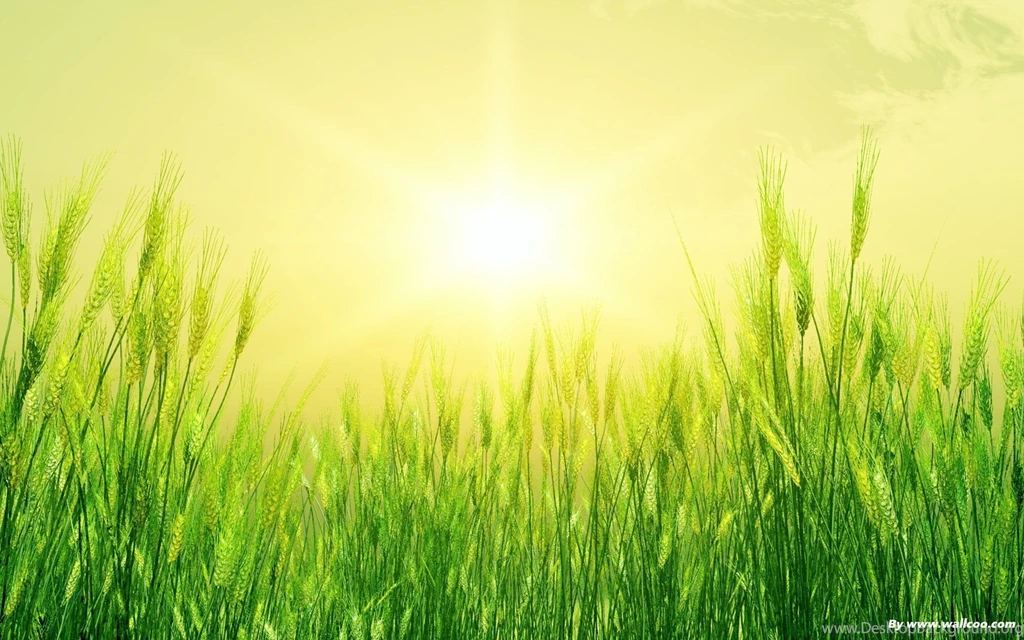 Light Green Leaves Wallpapers 7231 Tao Heung Shakes The Barley ...