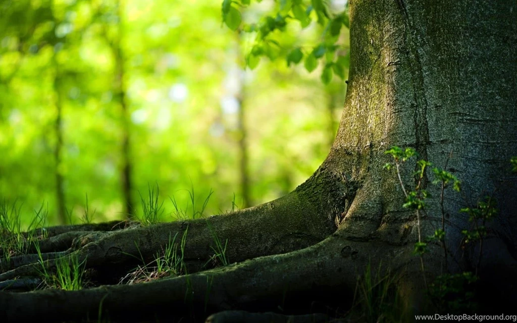 hd wallpapers 1080p free desktop quality download top background widescreen nature for hd wallpapers 1080p free desktop quality download top background widescreen nature for