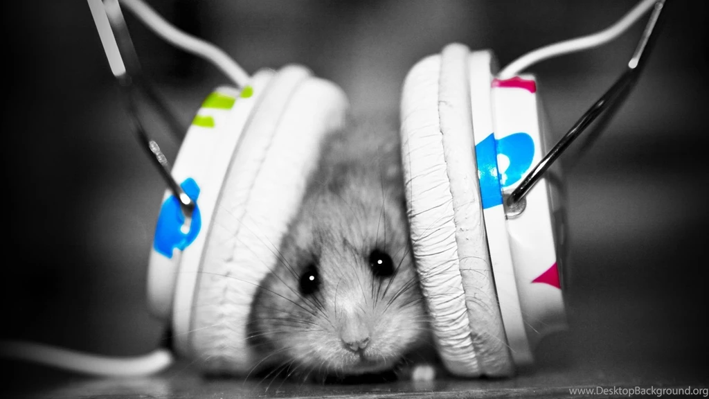 Desktop wallpapers 1080p music fan hamster1.jpg