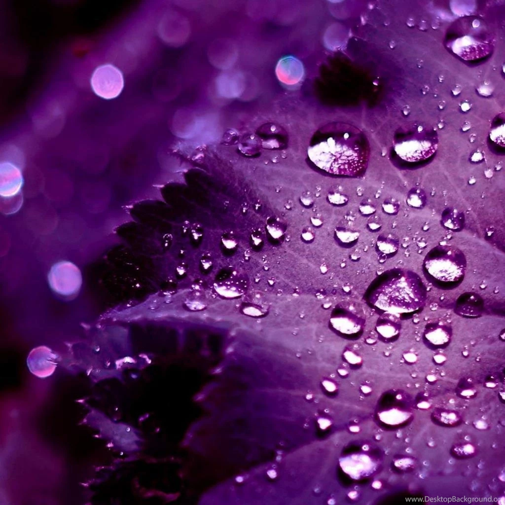 Free iPad Wallpapers