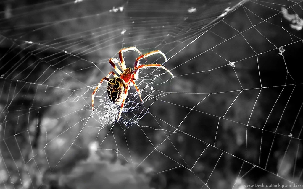 Spider Wallpapers HD