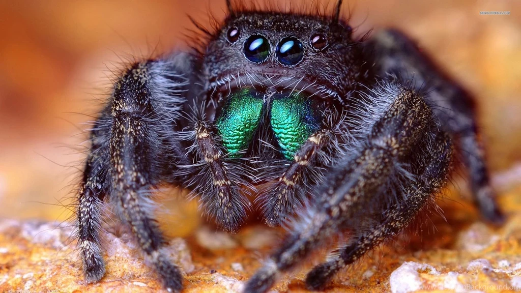 Pics, Facts, Funny Stuff About Animals & Nature Spider Wallpapers