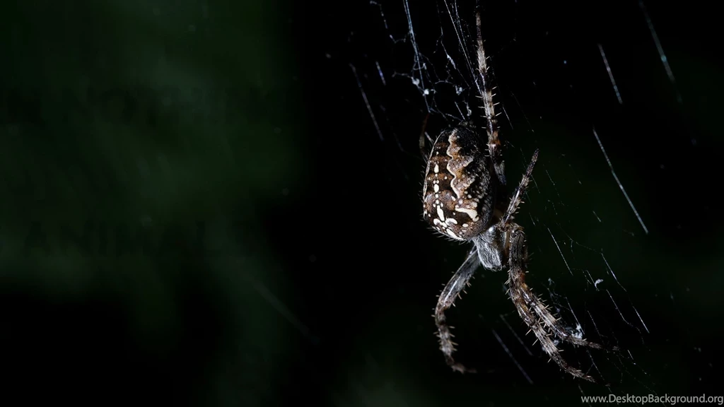 Spider Wallpapers