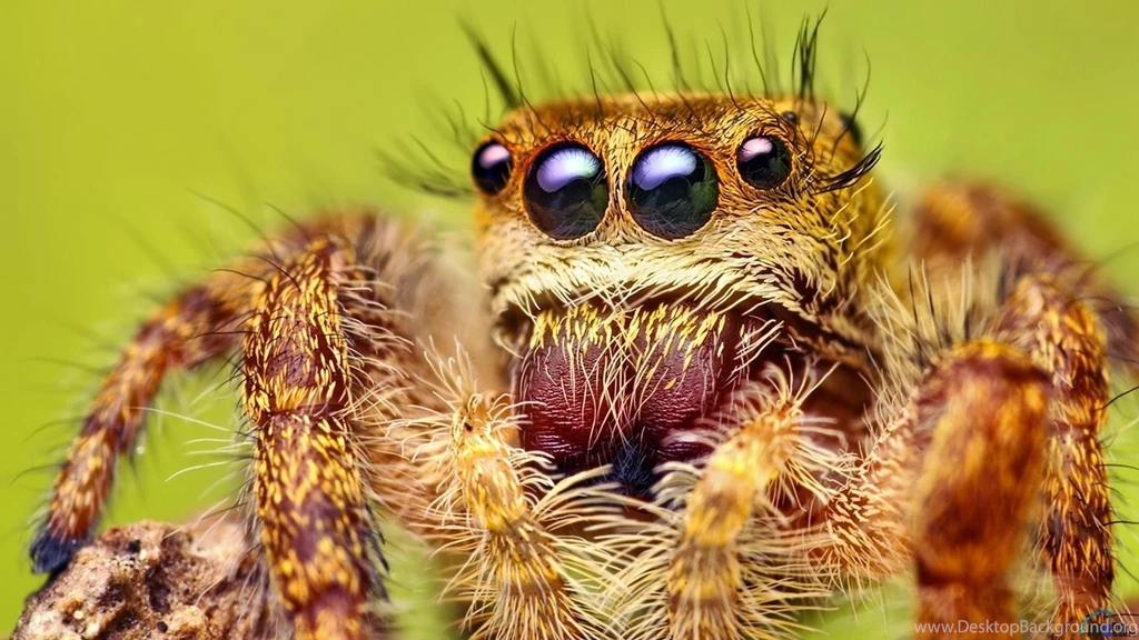 1920x1080 Jumping Spider Desktop PC And Mac Wallpapers