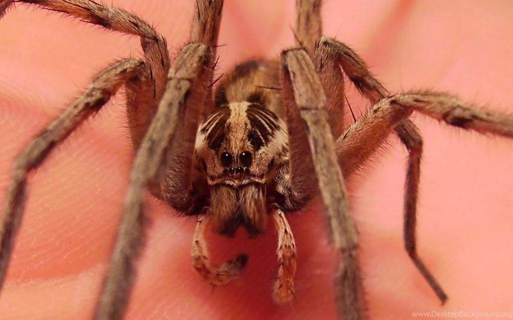 Best top desktop spider wallpapers hd spider pictures images photos 4.jpg