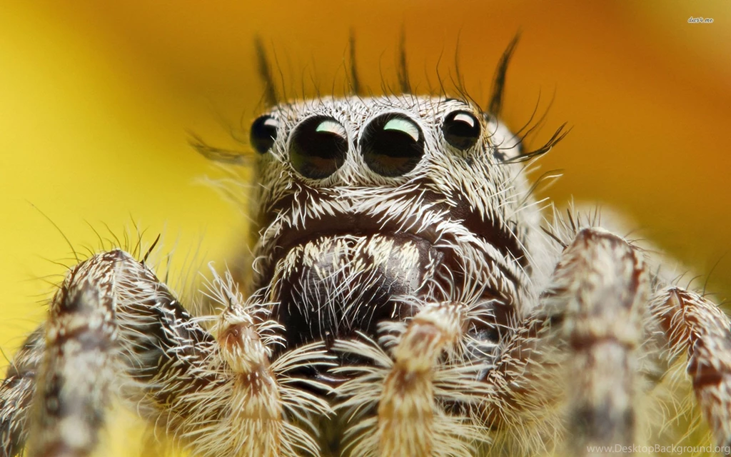 Jumping Spider Wallpapers Animal Wallpapers