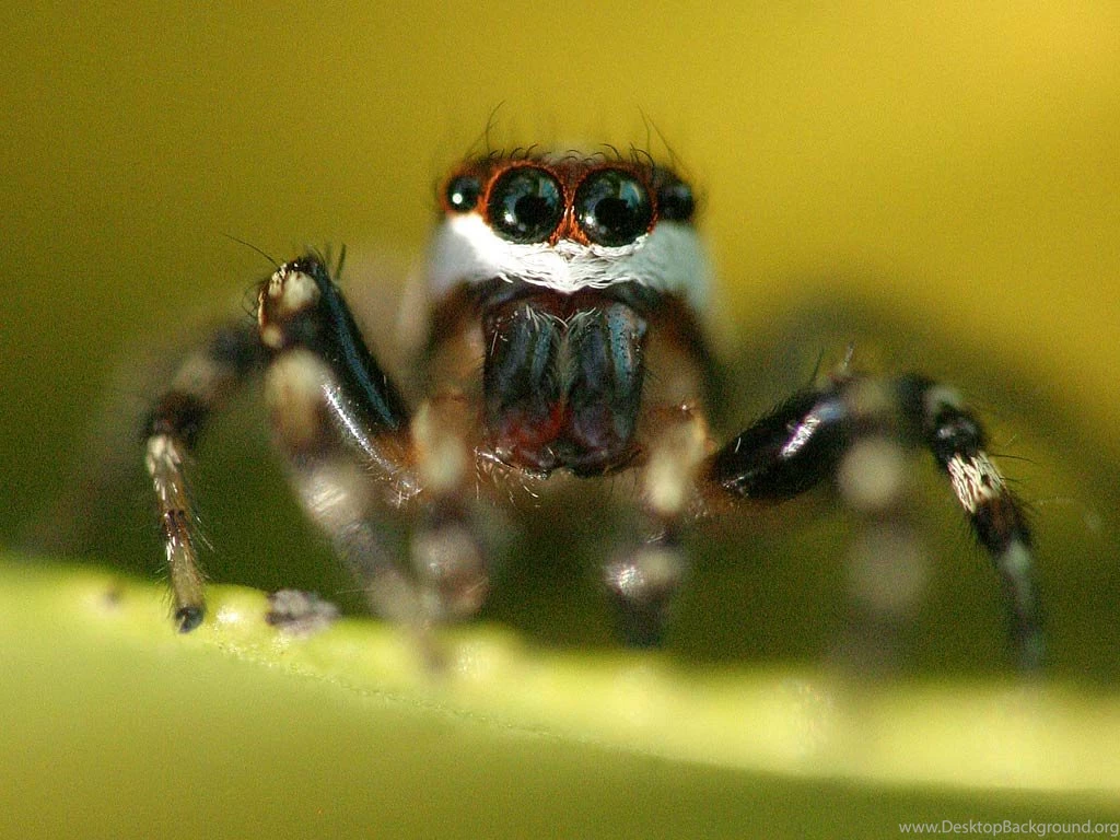 Jumping Spider Desktop And Mobile Wallpapers Animals Town