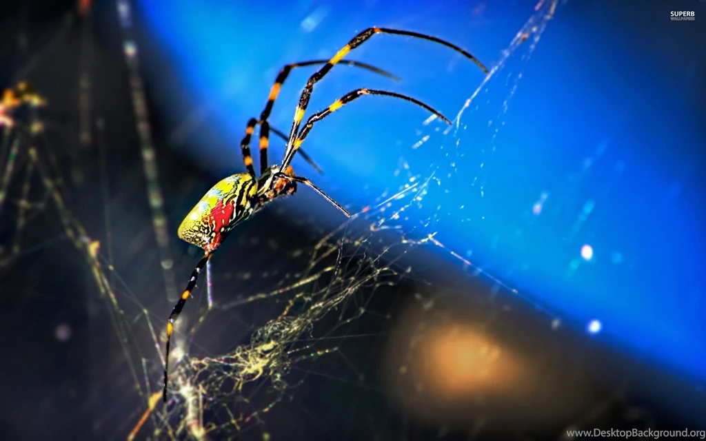 Spider Wallpapers Animal Wallpapers