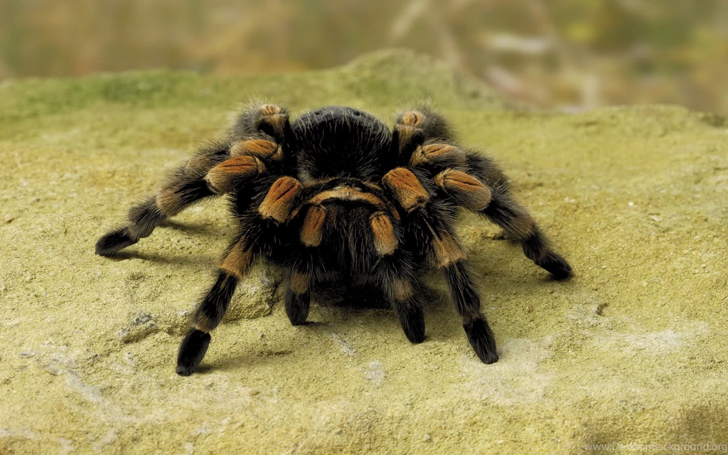 Spider Computer Wallpapers, Desktop Backgrounds