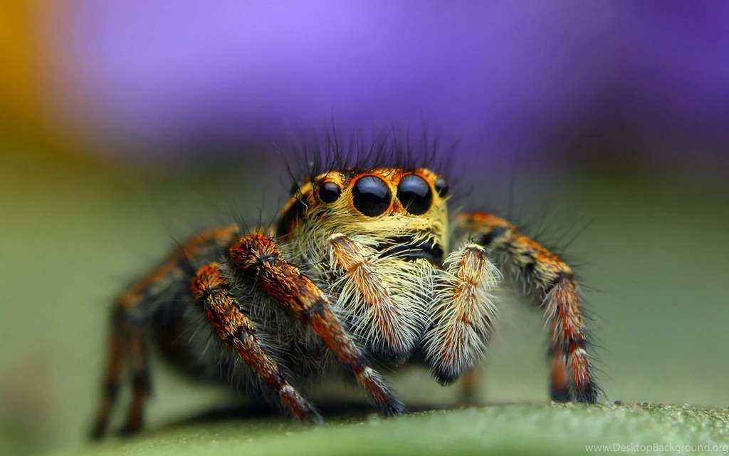 Spider Computer Wallpapers, Desktop Backgrounds