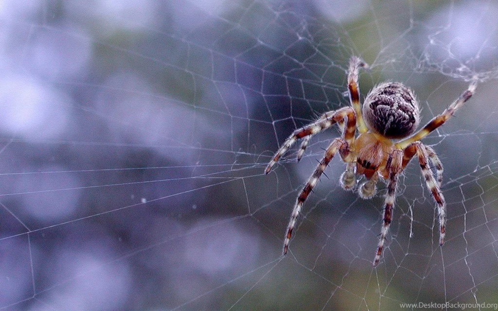 Spider Wallpapers