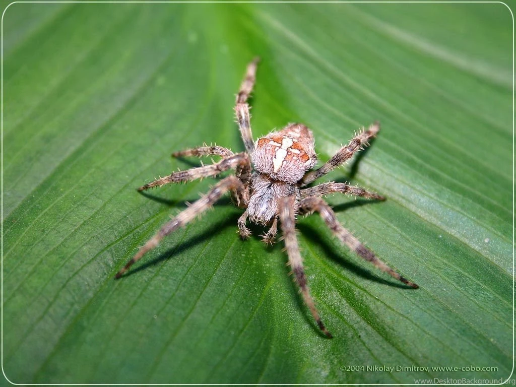 Spider Wallpapers The Animal Kingdom Wallpapers (251124) Fanpop