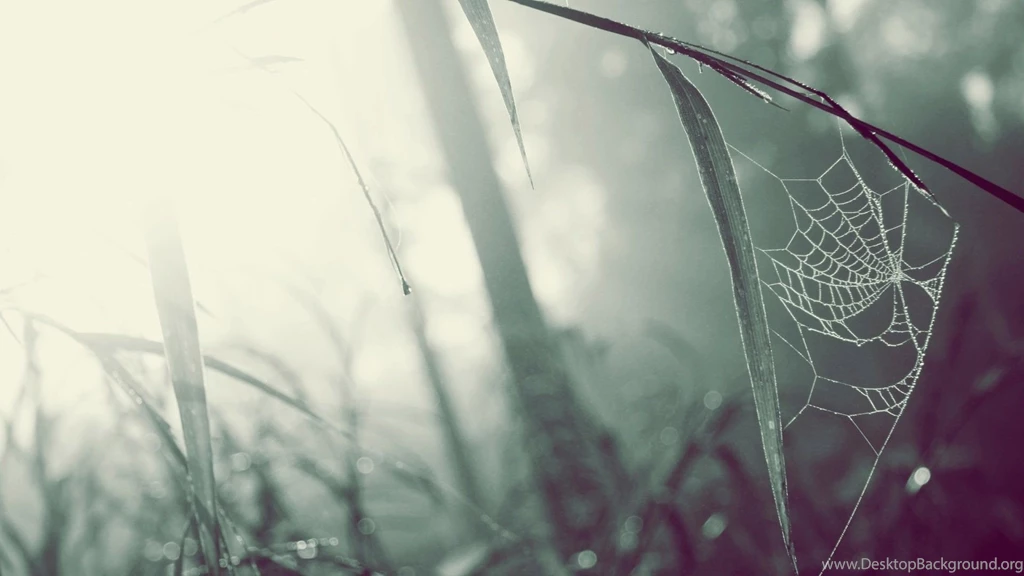 Pics, Facts, Funny Stuff About Animals & Nature Rainy Spider Web ...