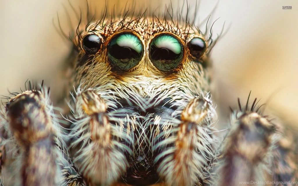 Jumping Spider Wallpapers Animal Wallpapers