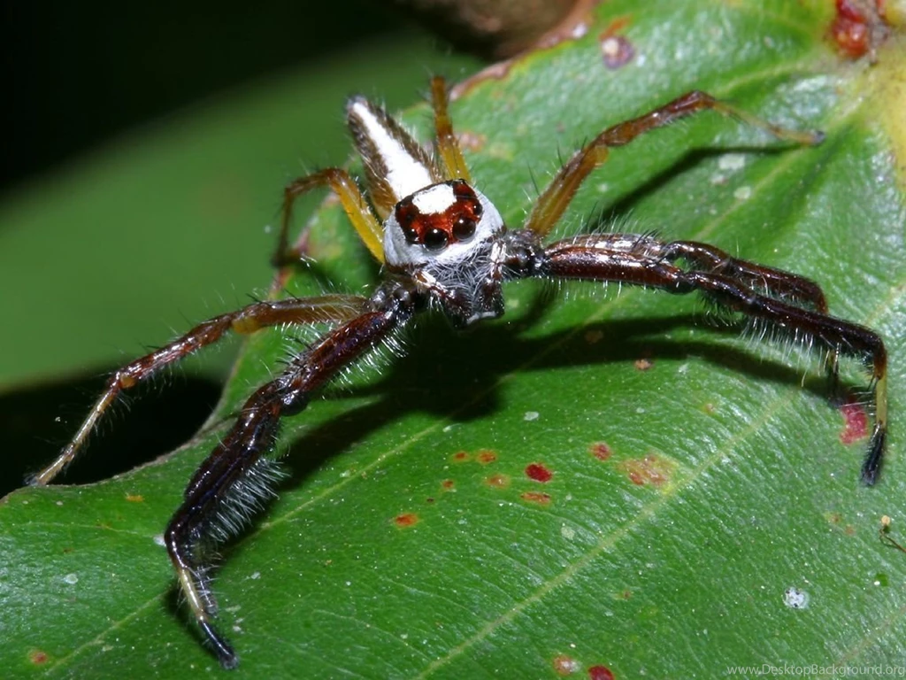LargeVietnameseRedAndWhiteJumpingSpider.jpg