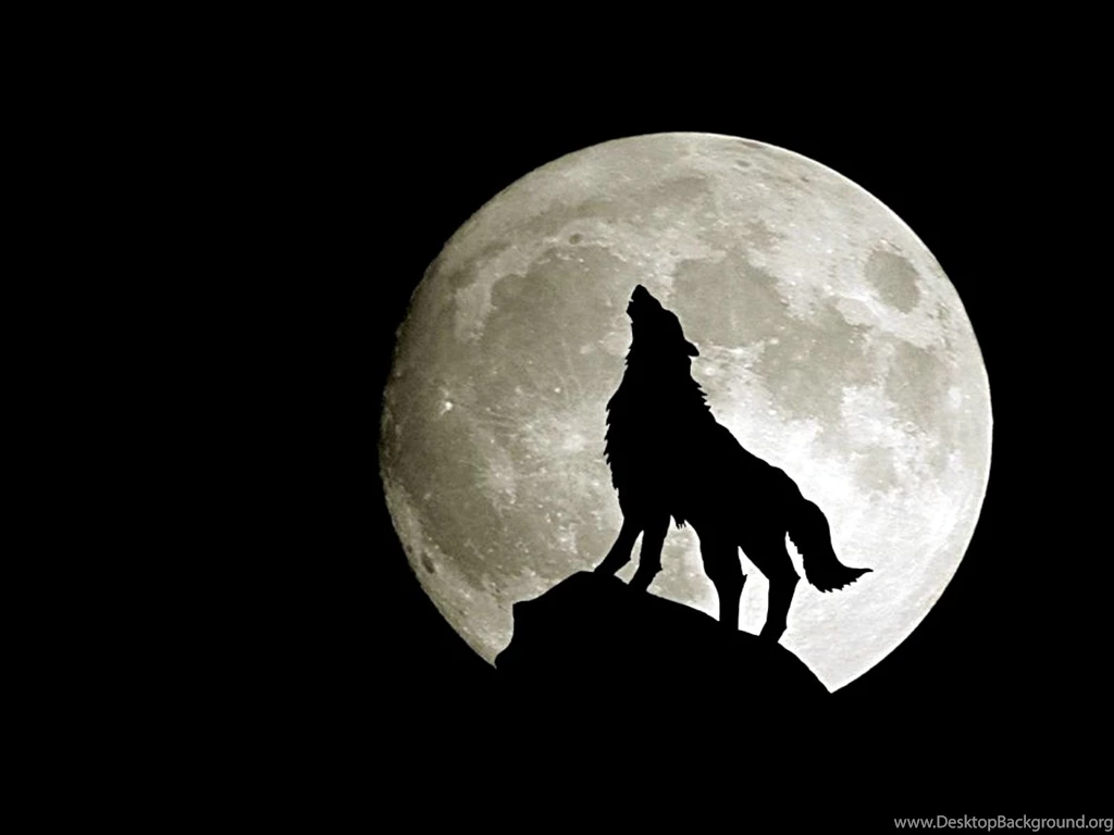 Wolf Computer Wallpapers, Desktop Backgrounds