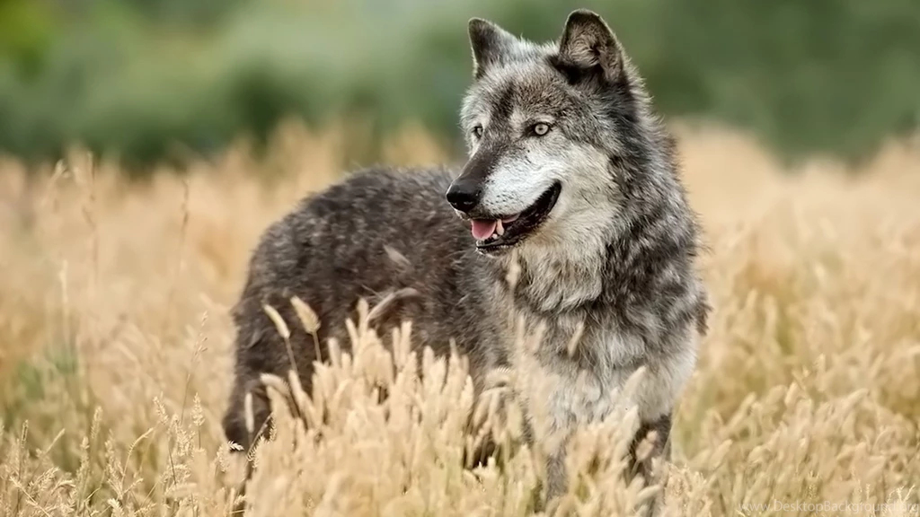 Page 3: 4K Ultra HD Wolf Wallpapers HD, Desktop Backgrounds 3840x2160