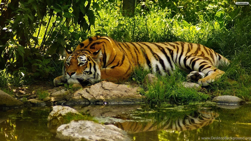YouWall Resting Tiger Wallpapers Wallpaper,wallpapers,free ...