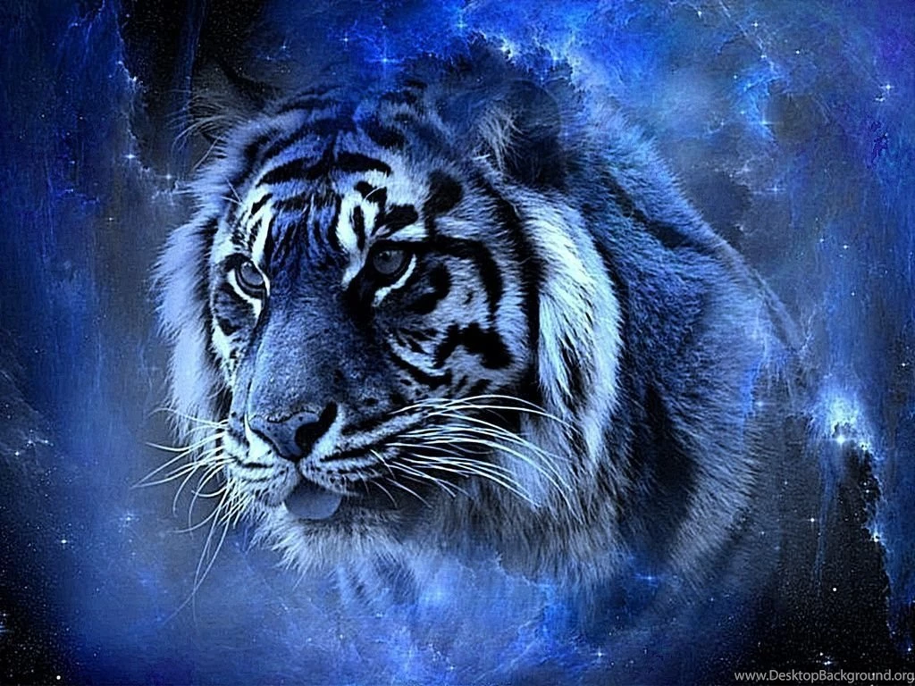 Tiger Wallpaper_hd Wallpaper_download Free Wallpapers