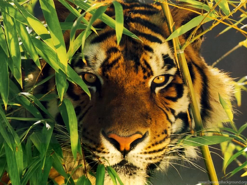 Top Wallpapers Desktops Tigers Images For Pinterest