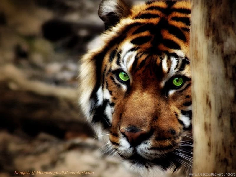 Tiger Wallpaper_hd Wallpaper_download Free Wallpapers