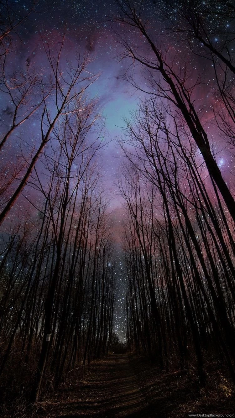 Wither Trees Towards Shiny Starry Sky iPhone 6 Wallpapers Download ...