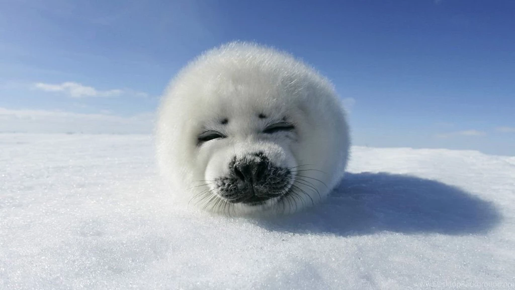 Harp Seal 1280 X 720 Wallpapers