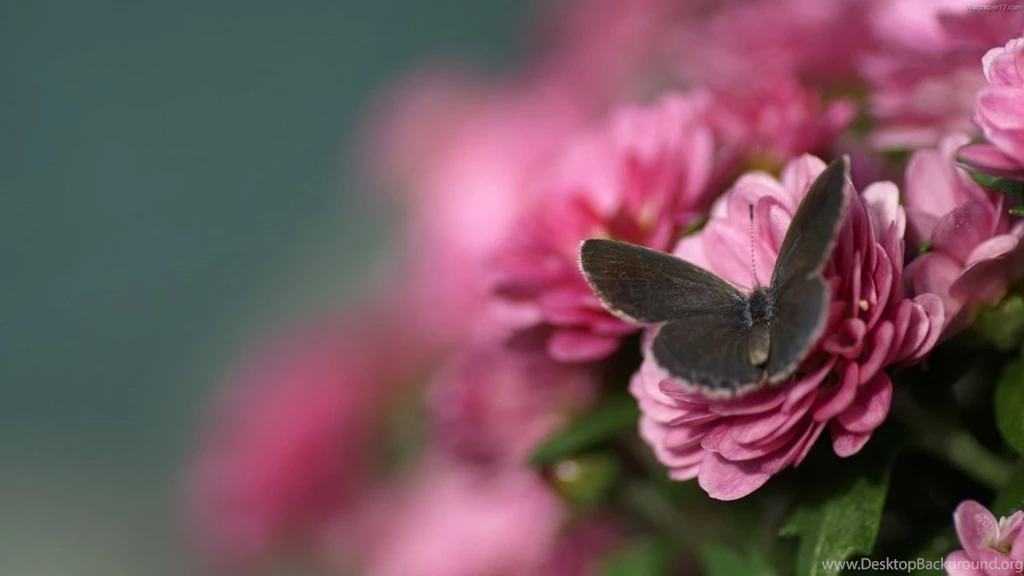 Incredible Desktop Wallpapers By TheMobileStuff 7 1280 X 720 ...