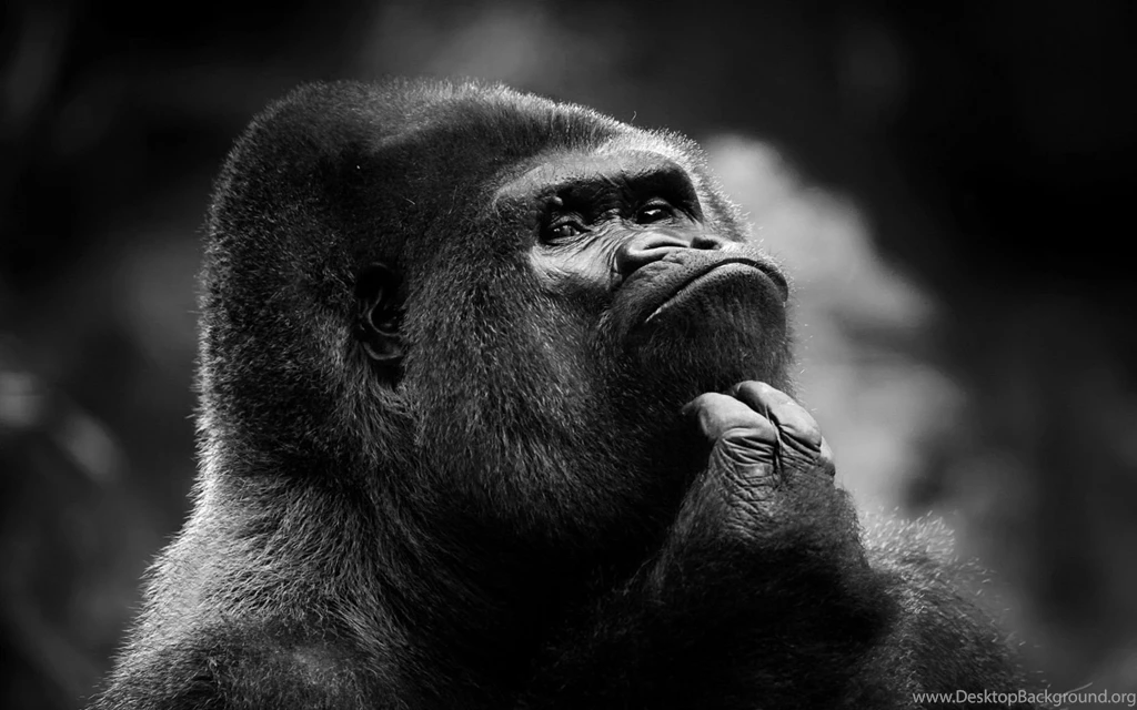 87 Gorilla HD Wallpapers